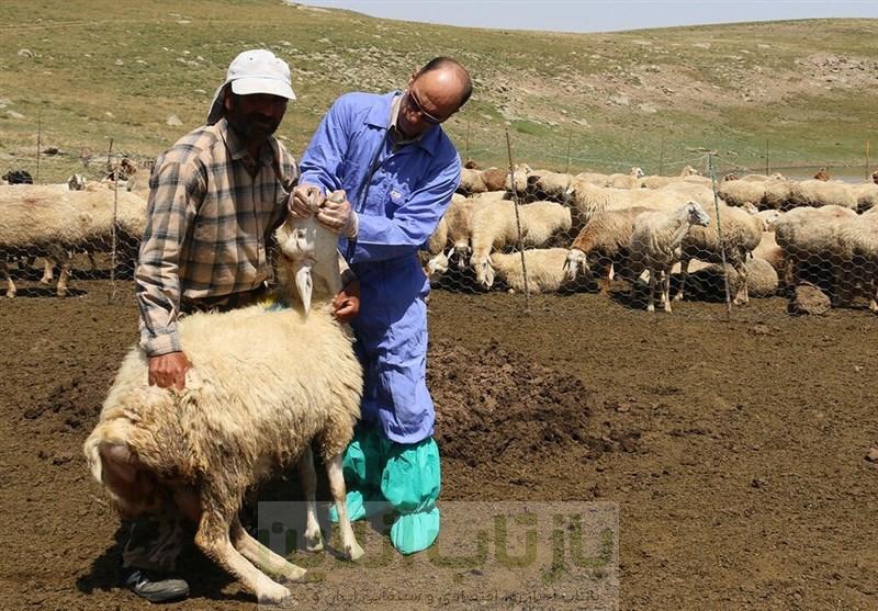 آغاز واکسیناسیون تب برفکی 155 هزار راس دام‌ در ورامین