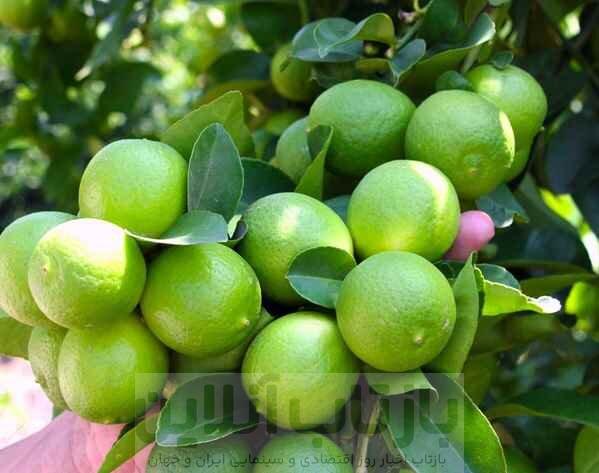 راز سلامتی در قطره‌های ترش لیمو!