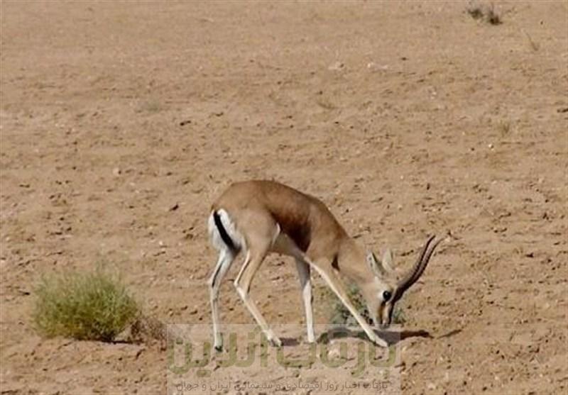 104 اخطار زیست‌محیطی به واحدهای متخلف در ورامین طی 6 ماه گذشته