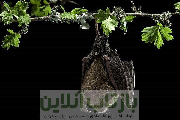 کشف ویروس جدیدی که توسط خفاش منتقل می‌شود