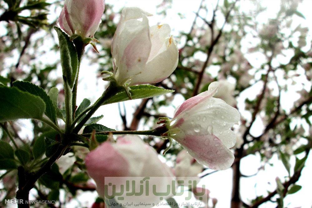 میوه خوش عطر تابستان؛ درمانگر معده و اعصاب