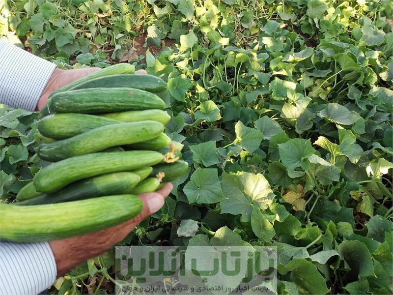خیار و کاهو  چرا کالای لوکس شد؟/ افزایش دوبرابری قیمت هندوانه
