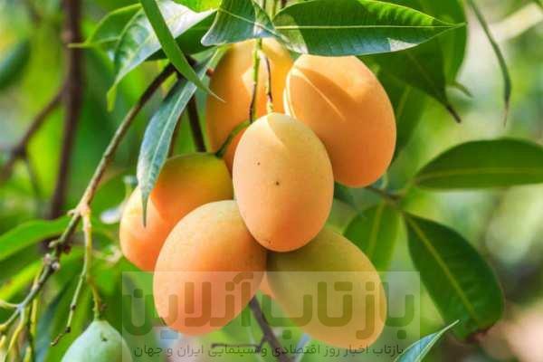 سلطان میوه‌های استوایی با خواص بی‌نظیر برای بدن