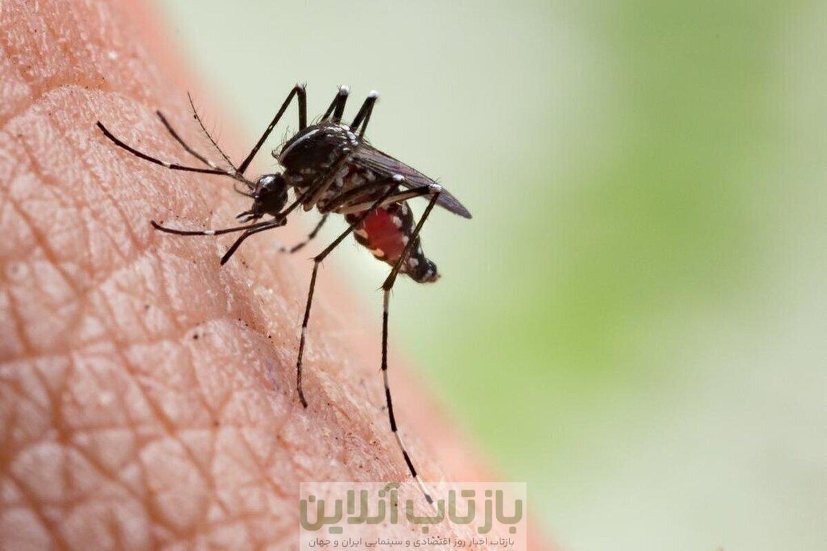 تب دنگی بیماری کشور ما نیست