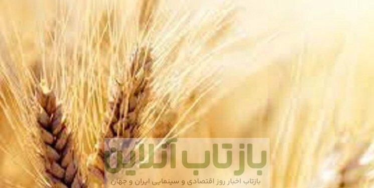 قیمت واقعی گندم اعلام شد/ عسکری: قیمت گندم نباید کمتر از این عدد باشد