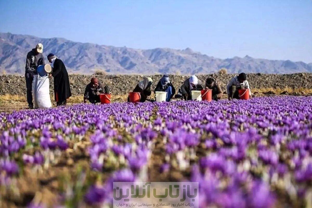 زعفران گران شد/ قیمت جدید زعفران را ببینید