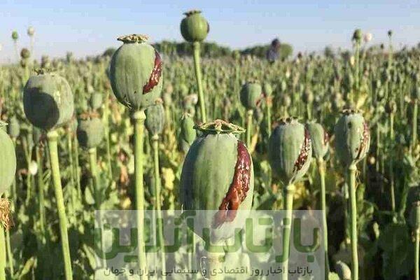 کنکاش کشت خشخاش در ایران برای تولید داروهای حیاتی