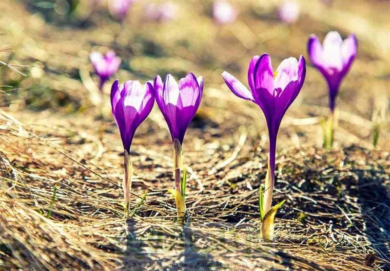 588 کیلوگرم زعفران نگین دادوستد شد