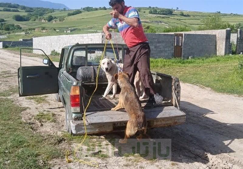 جمع‌آوری سگ‌های بلاصاحب در طرح ضربتی فرون‌آباد پاکدشت