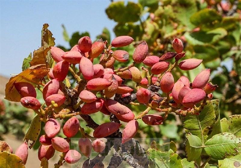 ورامین میزبان نخستین جشنواره ملی پسته می‌شود