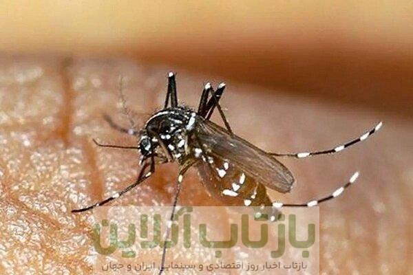 میرزاده : آمار ابتلا به تب دنگی در هرمزگان به ۵۰ نفر رسید