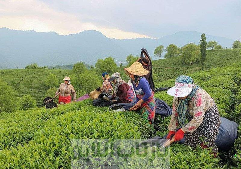 پرداخت ۸۸ درصد مطالبات چایکاران