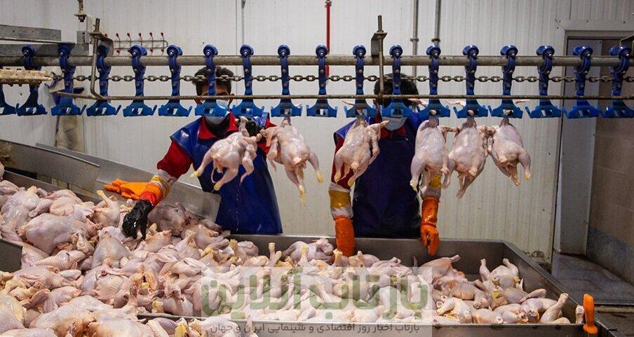 قیمت رسمی مرغ اعلام شد/ گران‌تر از این قیمت نخرید