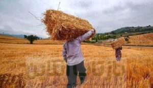 خبر مهم وزیر جهادکشاورزی درباره قیمت جدید گندم/ قیمت رسمی گوشت، مرغ و تخم‌مرغ اعلام شد