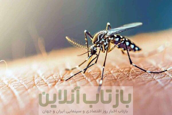 هشدار درباره ورود پشه آئدس به خوزستان