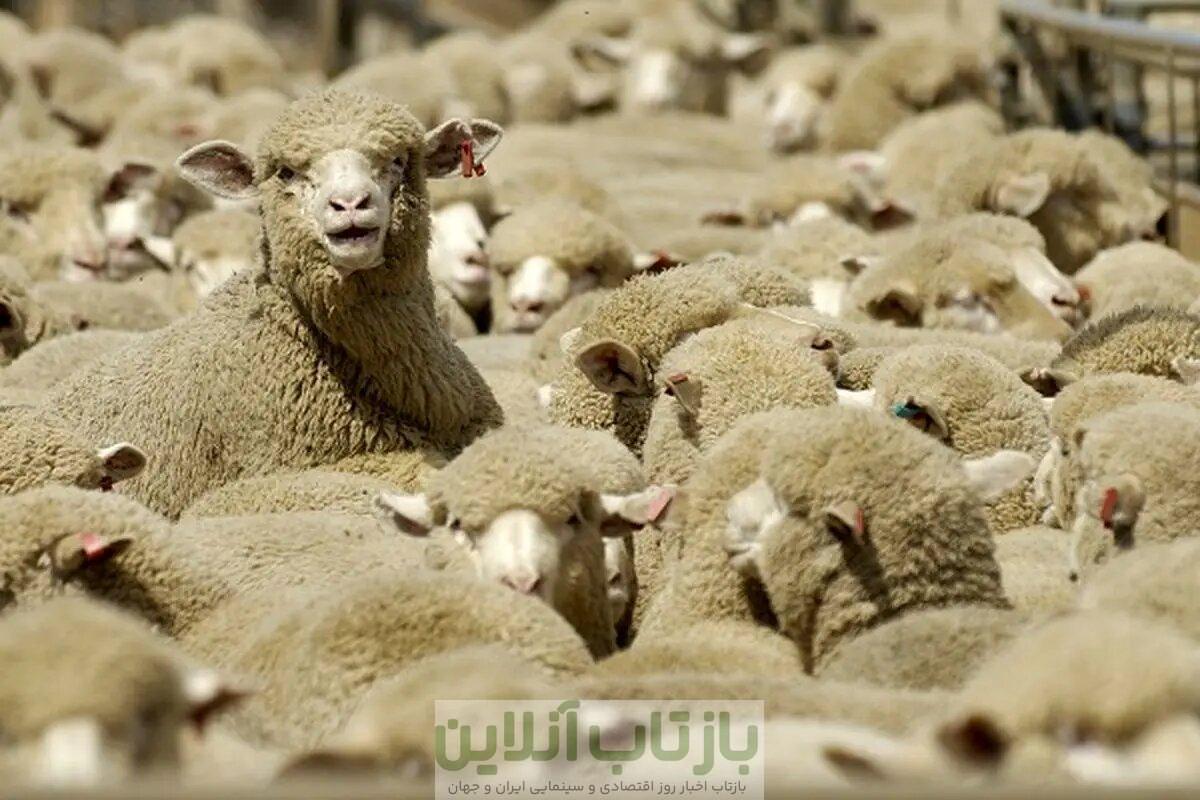 قیمت دام زنده امروز ۲۶ مهر ۱۴۰۴ / ارزان‌ترین دام در این استان فروخته می‌شود