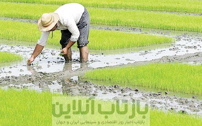 ۱۷ استان برنج غیرمجاز کشت می‌کنند