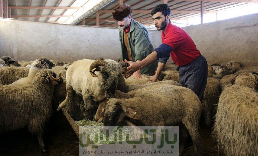 قیمت جدید دام‌زنده ۲۸ مهرماه ۱۴۰۴ اعلام شد/ گوسفند و گوساله گران شد + جدول