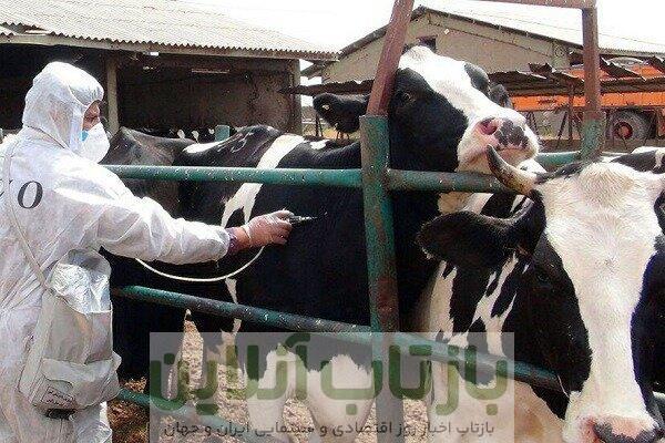 هجوم تب برفکی به دامداری‌ها/ چه تعداد دام تلف شد؟/ شیوع بیماری تحت کنترل است؟