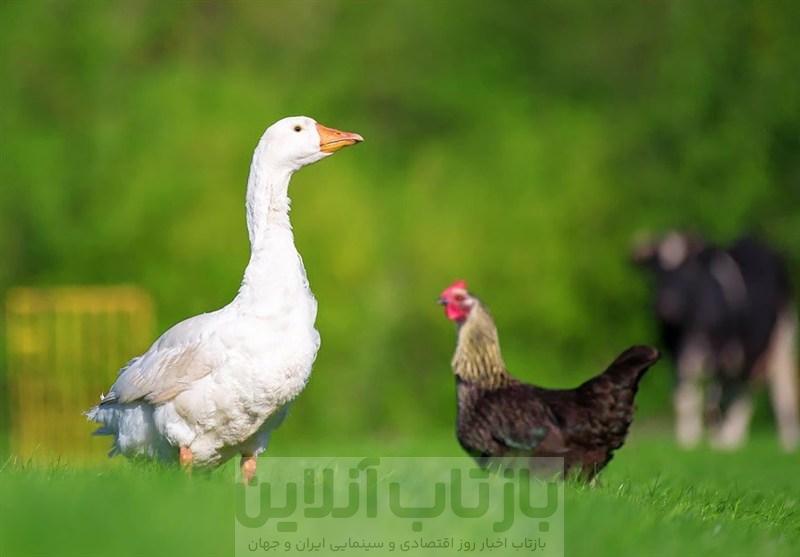 بلبشوی گرانی مرغ در بازار/ وقتی مرغ «غاز» می شود
