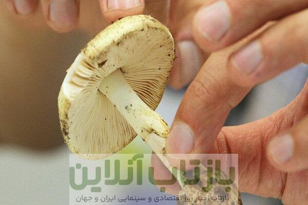 مصرف این قارچ‌ها جانتان را تهدید می‌کند!