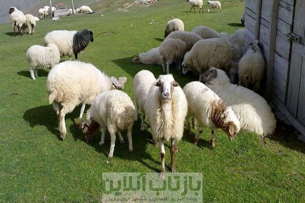 قیمت جدید دام‌زنده ۱۱ آبان‌ماه ۱۴۰۴ اعلام شد/ گوسفند و گوساله ارزان شد + جدول