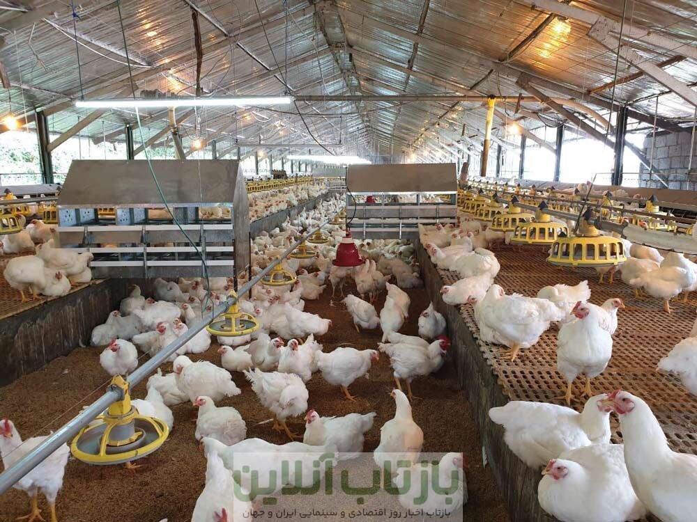 ماجرای مرغ تریاکی چیست؟/ واکنش مرغداران گوشتی به یک ادعا