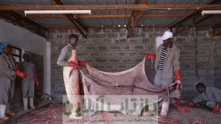 چینی‌ها پوست خر کن شدند!/ جزئیات یک تجارت وحشتناک اما پرسود