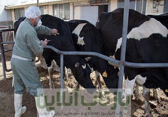 میزان خسارت دامداران از تب برفکی اعلام شد/ جزییات واکسیناسیون دام