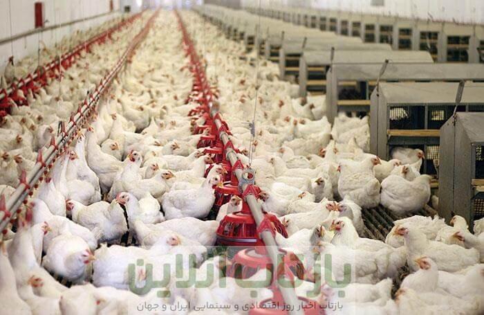 آیا مرغ تریاکی واقعیت دارد؟/ رییس سازمان دامپزشکی پاسخ داد