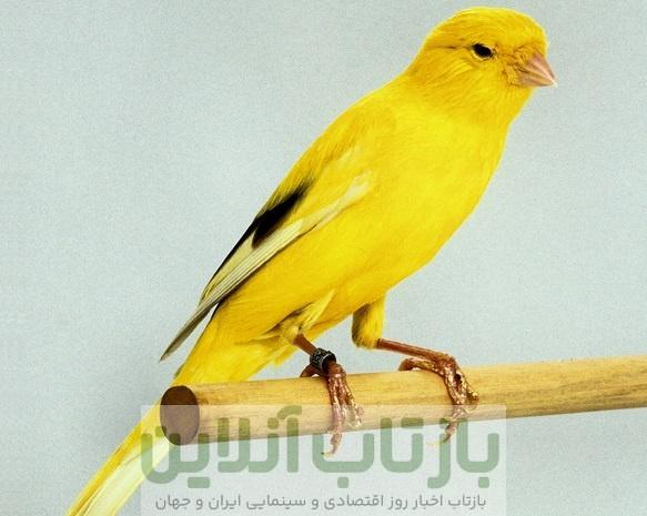 معاوضه یک جفت قناری با ۴.۵ کیلوگرم طلا/ گردش مالی قناری‌فروشی به اندازه حقوق ماهانه ۵ هزار کارمند؟