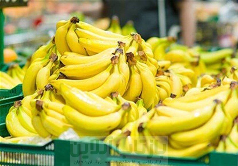 قیمت موز باید بسیار پایین‌تر باشد/ رانت واردات موز در قبال صادرات سیب!