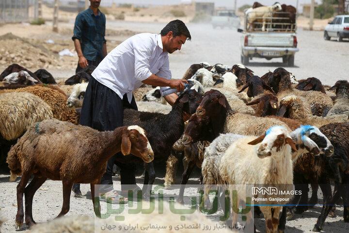 قیمت جدید دام‌زنده ۱۵ آذرماه ۱۴۰۴ اعلام شد/ گوسفند و گوساله گران شد + جدول