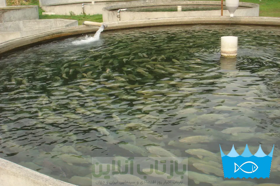 چگونه با حداقل سرمایه، یک مزرعه پرورش ماهی سودده راهاندازی کنیم؟ 1 پرورش ماهی کپور