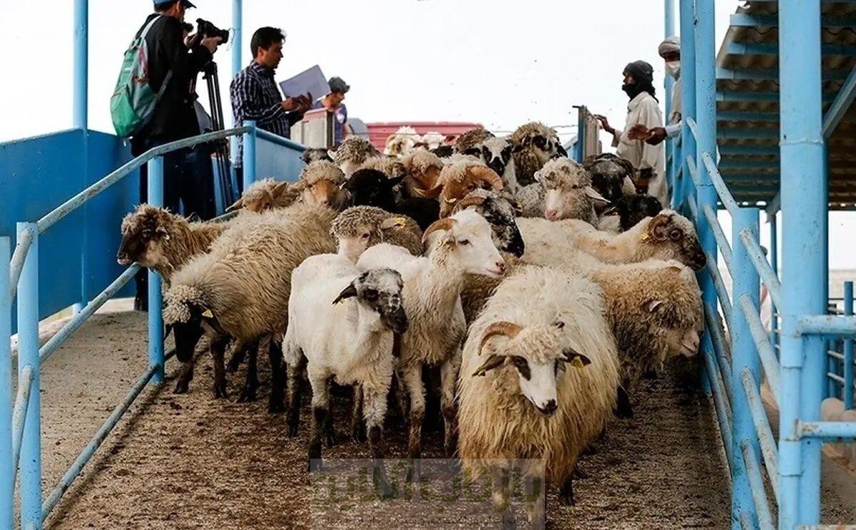 قیمت جدید دام زنده اعلام شد/ گوسفند ارزان شد + جزییات 1 قیمت جدید دام زنده اعلام شد/ گوسفند ارزان شد + جزییات