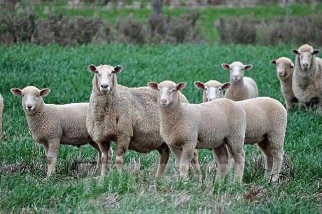 قیمت دام زنده امروز پنجشنبه ۲۳ بهمن ۱۴۰۴/ گوسفند در این منطقه ارزانتر است + جدول 1 قیمت دام زنده امروز پنجشنبه ۲۳ بهمن ۱۴۰۴/ گوسفند در این منطقه ارزانتر است + جدول