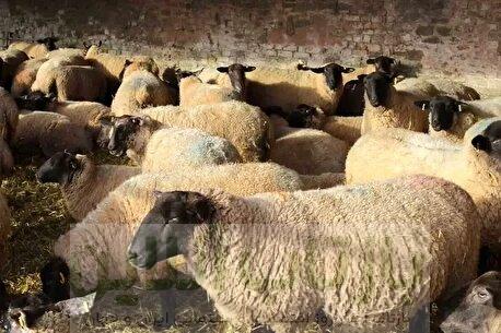 لیست قیمت دام زنده امروز ۲۷ بهمن ۱۴۰۴ / قیمت گوساله و گوسفند در تهران چند شد؟ + جدول 1 لیست قیمت دام زنده امروز ۲۷ بهمن ۱۴۰۴ / قیمت گوساله و گوسفند در تهران چند شد؟ + جدول