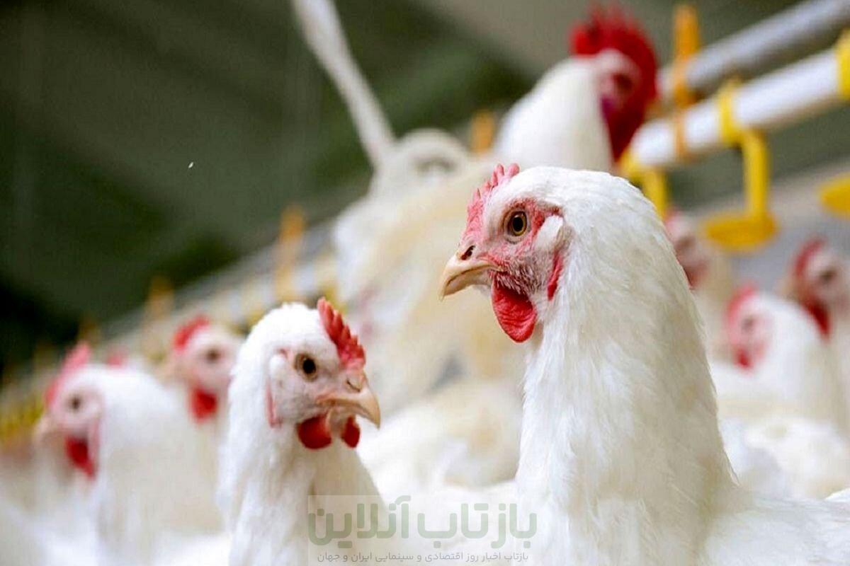 افزایش چند برابری قیمت، مصرف مرغ را نصف کرد/ چرا مرغ تا این حد گران شد؟ 1 افزایش چند برابری قیمت، مصرف مرغ را نصف کرد/ چرا مرغ تا این حد گران شد؟
