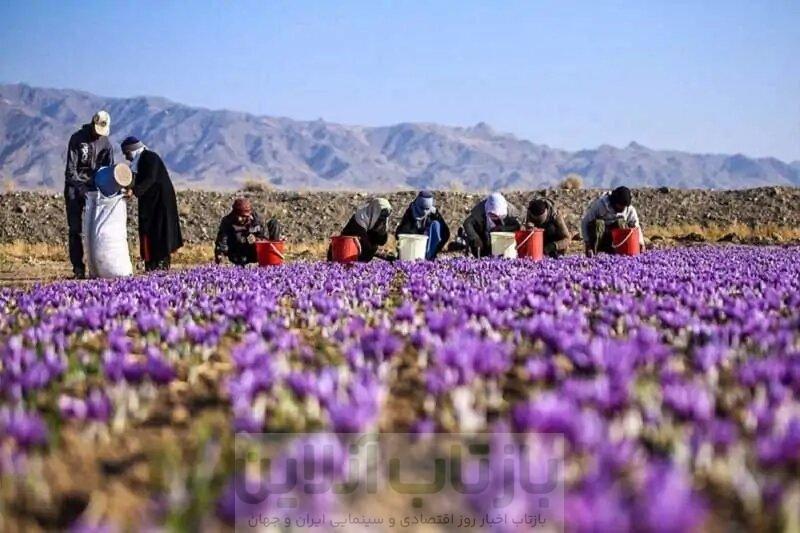 قیمت زعفران در بازار چقدر است؟ 1 قیمت زعفران در بازار چقدر است؟
