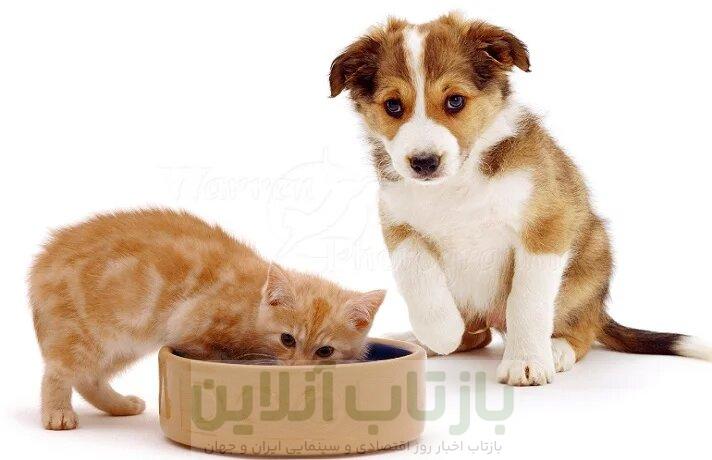 موج گرانی به نگهداری حیوانات خانگی هم رسید / هزینه ماهانه سگ و گربه چندمیلیون تومان شده؟ 1 موج گرانی به نگهداری حیوانات خانگی هم رسید / هزینه ماهانه سگ و گربه چندمیلیون تومان شده؟