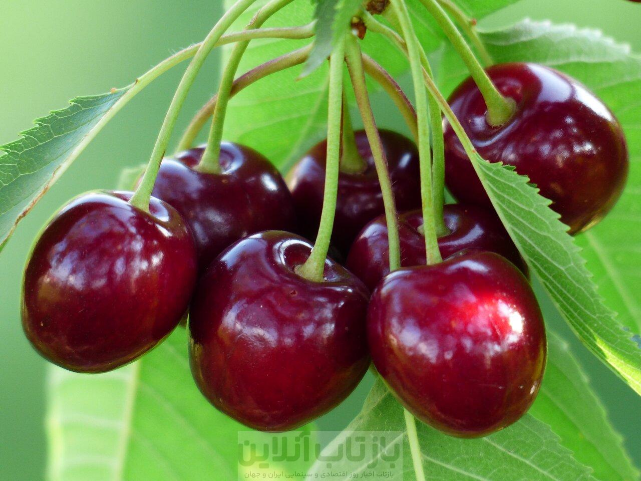 خواص گیلاس از نگاه طب سنتی 1 خواص گیلاس از نگاه طب سنتی