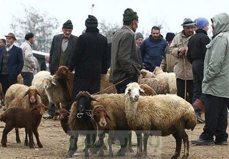 قیمت جدید دام زنده امروز ۲۹ خرداد ۱۴۰۵/ گوسفند ارزان شد + جدول 1 قیمت جدید دام زنده امروز ۲۹ خرداد ۱۴۰۵/ گوسفند ارزان شد + جدول