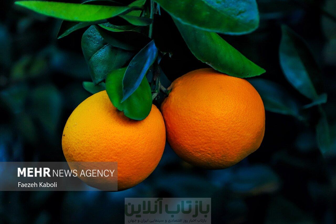ویتامین C کلید سلامت مغز در دوران پیری 1 ویتامین C کلید سلامت مغز در دوران پیری