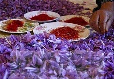 گرانی عجیب و غریب زعفران/ بازار محصولات تقلبی سکه شد 1 گرانی عجیب و غریب زعفران/ بازار محصولات تقلبی سکه شد