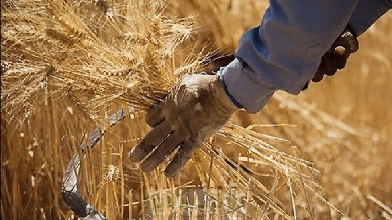 گندمکاران حتما بخوانند/ خبر فوری وزیر جهادکشاورزی درباره پرداخت مطالبات گندمکاران 1 گندمکاران حتما بخوانند/ خبر فوری وزیر جهادکشاورزی درباره پرداخت مطالبات گندمکاران